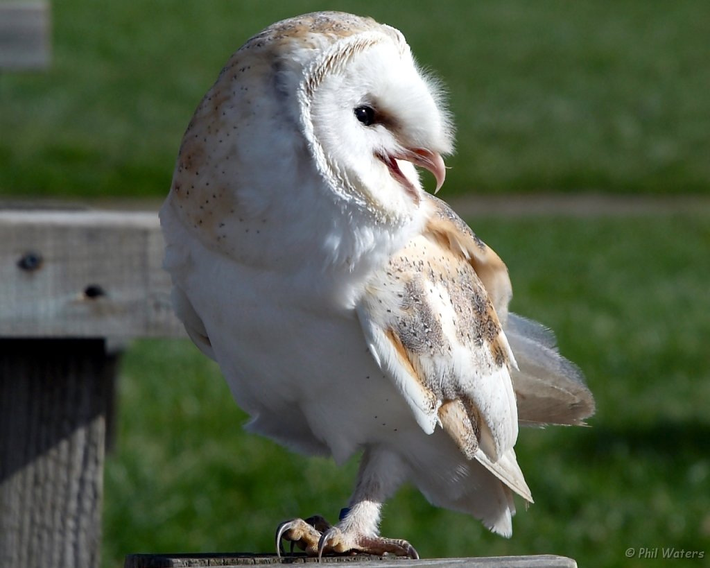 Hawk_Conservancy 055 cropped.jpg